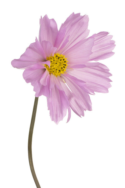 花孤立