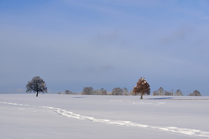 在巴伐利亚州，冬天的风景与新鲜的雪，其中有一个脚印，在光秃秃的树木和蓝天的背景