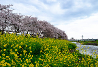 黄色的花在绿色的田野在前景，沿着河樱花盛开在粉红色的樱花树在户外公共公园，日本度假