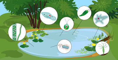 池塘生物区有微小的单细胞生物:原生动物(尾草履虫、变形变形虫、衣藻、绿球藻)、绿藻(小球藻、水绵)和