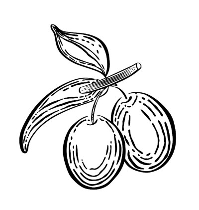 Olive branch with olives engraved retro style hand