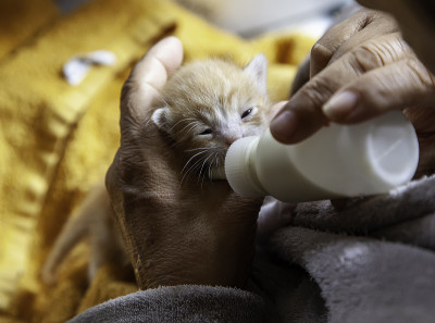 小狗猫弃奶