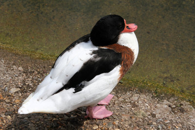 这是一只Shelduck