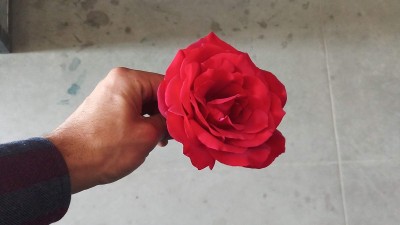黑玫瑰花特写。