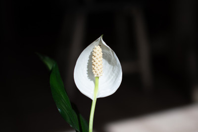 和平莲
