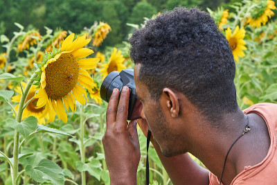 Sonnenblumenfeld