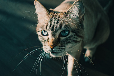 可爱可爱的蓝眼睛的猫