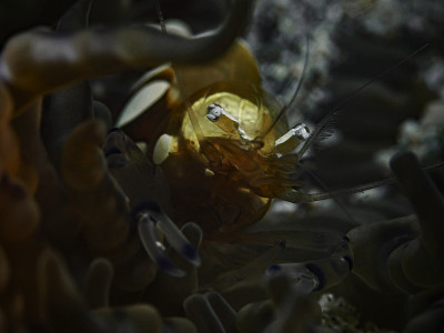 孔雀尾海葵虾