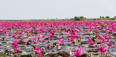 红莲花海