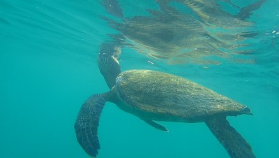海龟