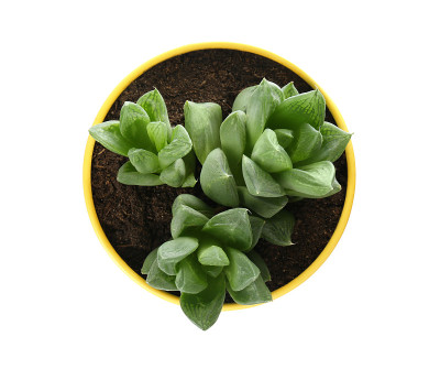 美丽的肉质植物在锡上可以孤立的白色，俯视图。家居装饰