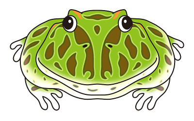 Bertunogael Ceratophrys ornata特征插图