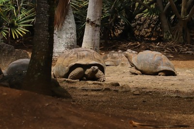 亚达伯拉巨龟，Dipsochelys gigantea，毛里求斯，印度洋，非洲