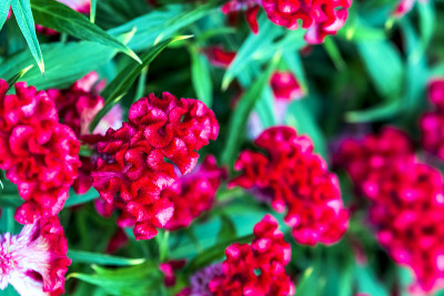 热带花卉