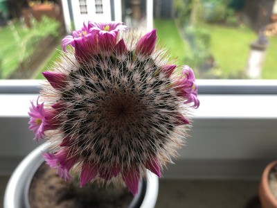 美丽的粉红色仙人掌花