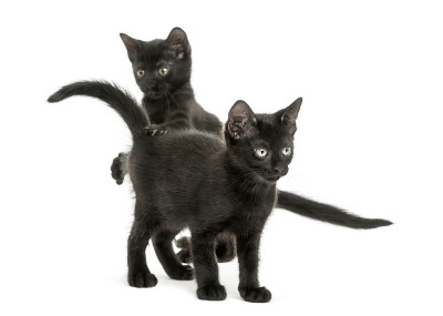 两只黑猫在玩耍，两个月大，孤立在白色上