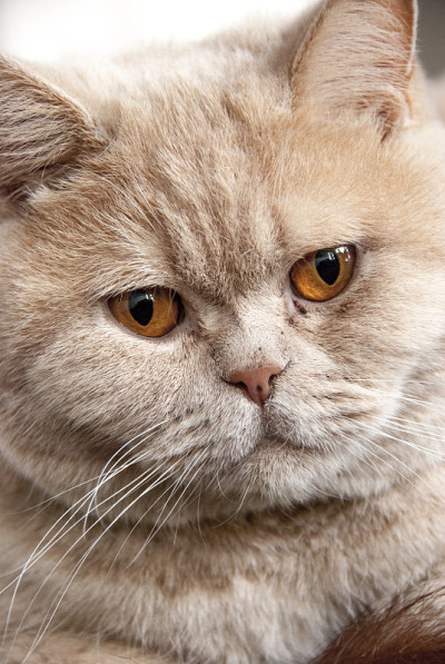 英国短毛猫奶油