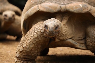 亚达伯拉巨龟，Dipsochelys gigantea，毛里求斯，印度洋，非洲