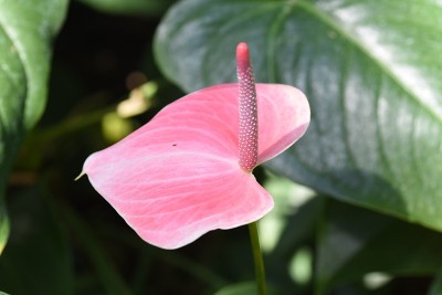 火鹤花