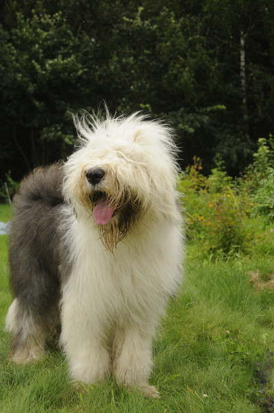 英国古代牧羊犬