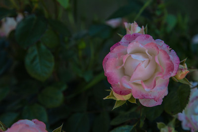玫瑰花