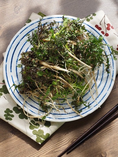 韩国食材荠菜，荠菜
