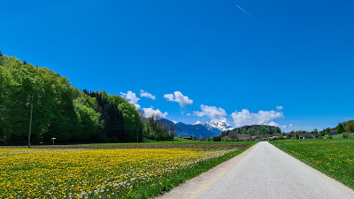 Matschacher Gupf -一条狭窄的道路，穿过一望无际的蒲公英田和边缘茂密的森林