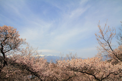 日本高藤的樱花