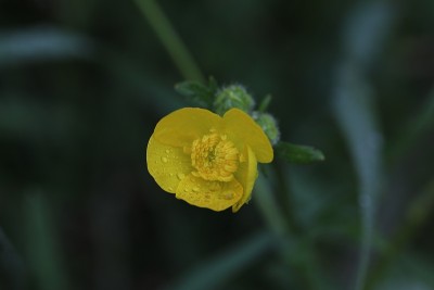 花和水滴