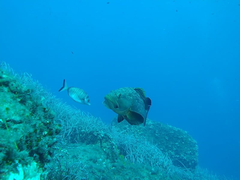 地中海鱼