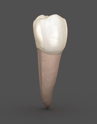 牙科解剖学-下颌第二前磨牙。医学上准确的牙科3D插图