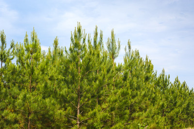 火炬松(taeda Pinus)