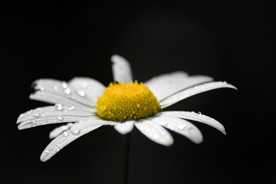雏菊