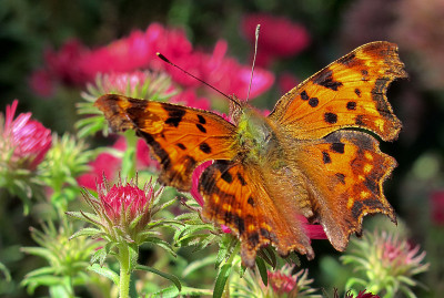 橙色蝴蝶，逗号(Polygonia c-album)在花园里吃粉红色的紫菀花