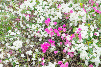 叶子花属,纸花