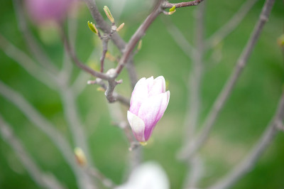 日本木兰在春天开花