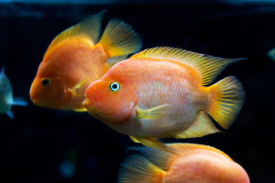 水下世界。明亮的异国情调的热带珊瑚鱼在红海的人工环境水族馆