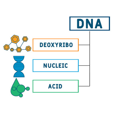 DNA -脱氧核糖核酸的缩写
