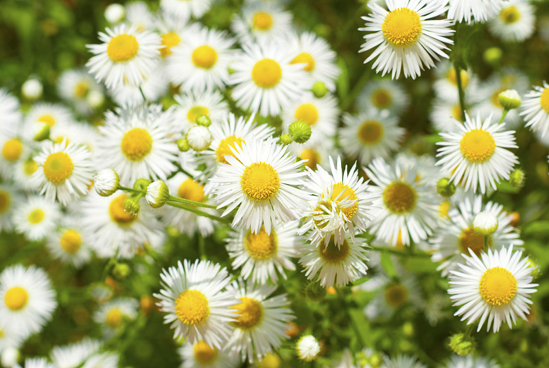 Chamomiles