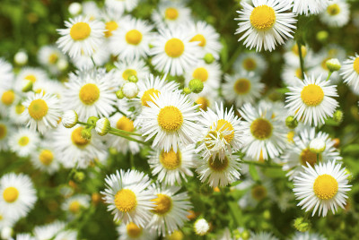 Chamomiles