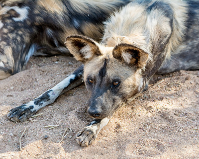 非洲野犬