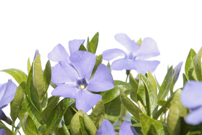长春花(长春花)花孤立在白色上