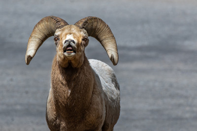 Bighorn Sheep Ram Showing Flehmen Response