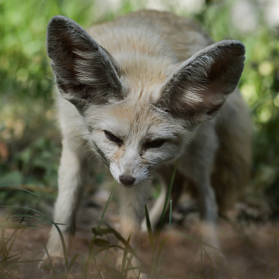 一个小耳廓狐狸站在草地上的肖像(Vulpes zerda)。野生动物的生活。