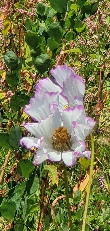 宇宙的花