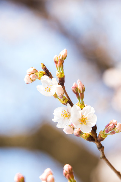 樱花(日本吉野樱桃树)