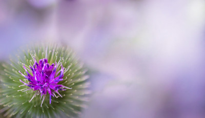 牛蒡花