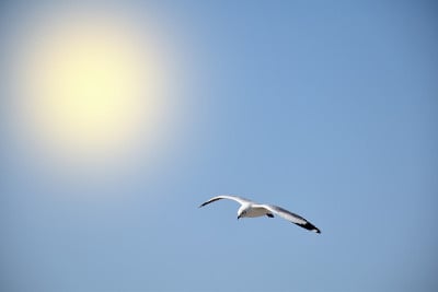 海鸥在天空中飞翔