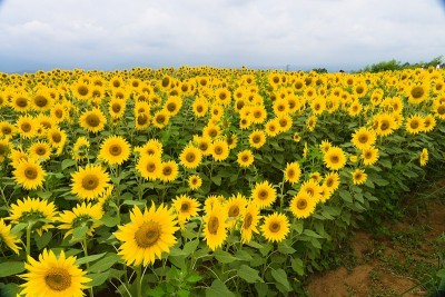山梨