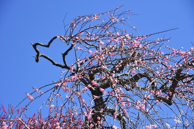 日本梅花花园